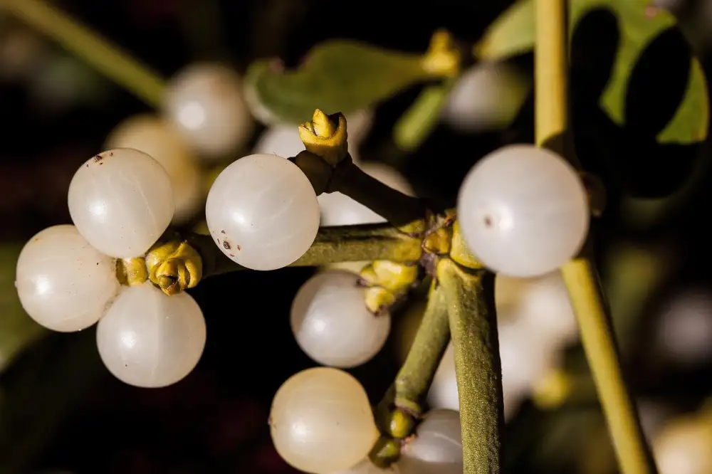 Zubař Most